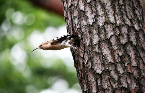 둥지 밖으로 나오는 후투티