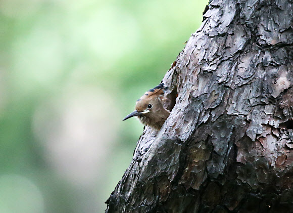 둥지 밖이 궁금한 새끼 후투티