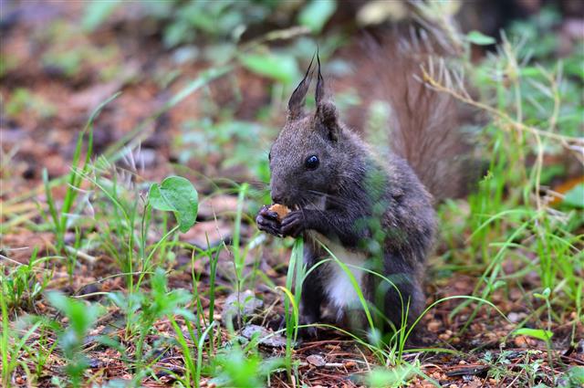 17일 오전 경북 경주시 황성공원에서 청설모 한 마리가 시민이 던져 준 과자를 받아 먹고 있다. 2020.5.17 뉴스1