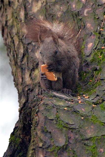 17일 오전 경북 경주시 황성공원에 있는 소나무 위에서 청설모 한 마리가 시민이 던져 준 과자를 받아 먹고 있다. 2020.5.17 뉴스1