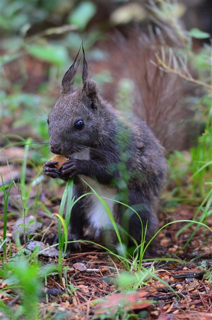 17일 오전 경북 경주시 황성공원에서 청설모 한 마리가 시민이 던져 준 과자를 받아 먹고 있다. 2020.5.17 뉴스1