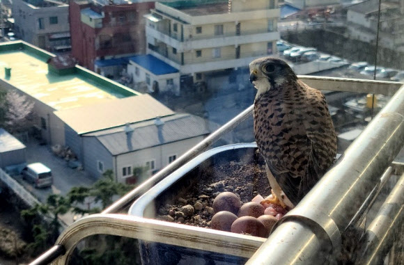 지난 3월 말부터 경남 진주시 명석면 한 아파트 9층 하철원(60) 씨 집 화분에 둥지를 튼 천연기념물 323호 황조롱이가 낳은 알 5개.  2020.5.17  연합뉴스