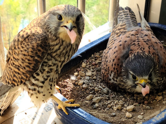 경남 진주시 명석면 한 아파트 9층 하철원(60) 씨 집에 둥지를 튼 천연기념물 323호 황조롱이 부부.  2020.5.17  연합뉴스