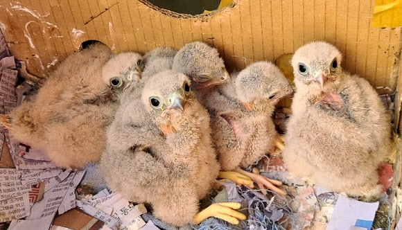 경남 진주시 명석면 한 아파트 9층 하철원(60) 씨 집에 둥지를 튼 천연기념물 323호 황조롱이 부부가 낳은 알에서 태어난 황조롱이 새끼 5마리.  2020.5.17  연합뉴스