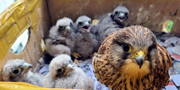 경남 진주시 명석면 한 아파트 9층 하철원(60) 씨 집에 둥지를 튼 천연기념물 323호 황조롱이와 황조롱이가 낳은 새끼 5마리.  2020.5.17  연합뉴스