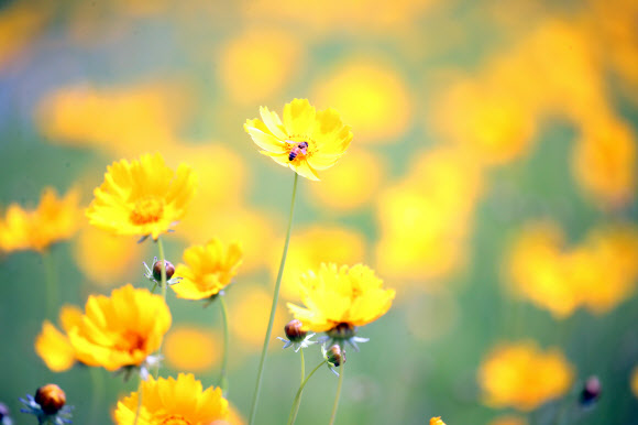 ‘여름 담는 꿀벌’