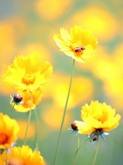 ‘여름 담는 꿀벌’