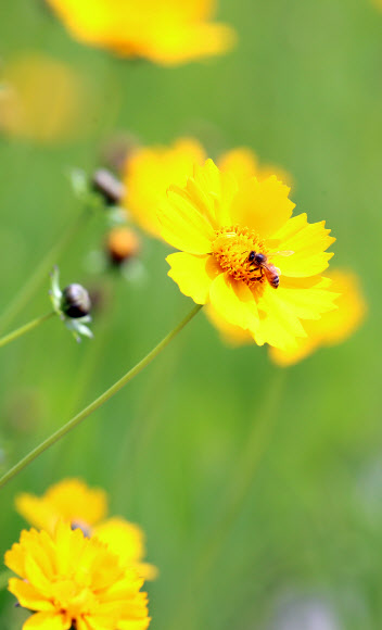 ‘여름 담는 꿀벌’