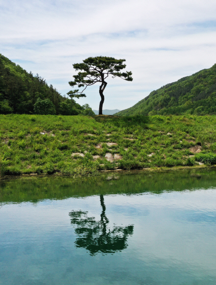 오성 저수지 제방에 홀로 서 있는 ‘방탄소나무’.