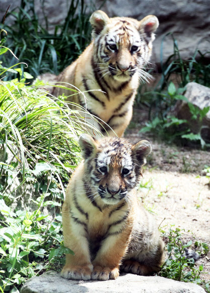 우리는 한국호랑이 남매