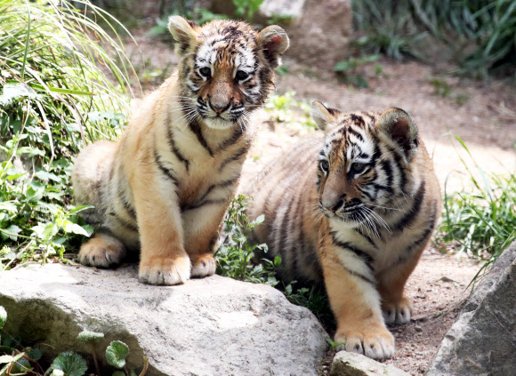 우리는 한국호랑이 남매