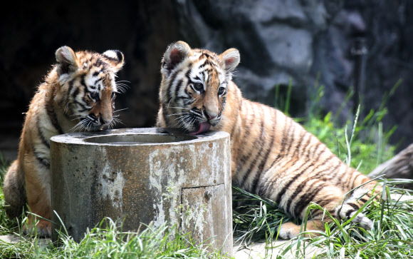 우리는 한국호랑이 남매