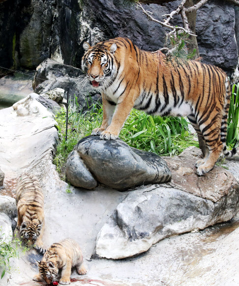 새끼 돌보는 한국호랑이