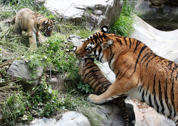 ‘엄마가 도와줄게’