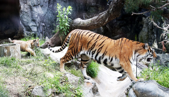 ‘엄마만 따라와’