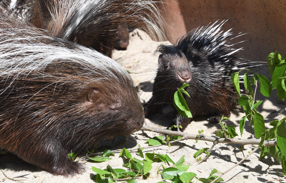 21일 경기도 용인시 에버랜드에서 지난 3월에 태어난 포큐파인 새끼가 가족과 함께 산책을 하고 있다. 에버랜드는 포큐파인 외에도 생후 100일을 앞둔 아기 한국호랑이와 얼룩말 등을 공개했다. 2020.5.21 오장환 기자 5zzang@seoul.co.kr
