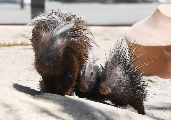 21일 경기도 용인시 에버랜드에서 지난 3월에 태어난 포큐파인 새끼가 가족과 함께 산책을 하고 있다. 에버랜드는 포큐파인 외에도 생후 100일을 앞둔 아기 한국호랑이와 얼룩말 등을 공개했다. 2020.5.21 오장환 기자 5zzang@seoul.co.kr