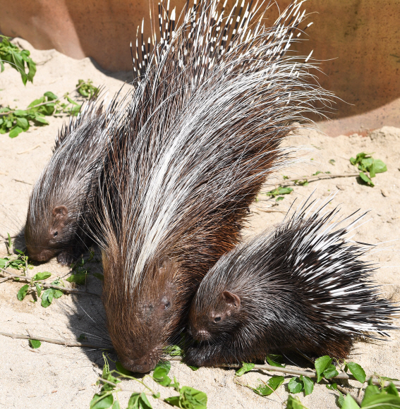 21일 경기도 용인시 에버랜드에서 지난 3월에 태어난 포큐파인 새끼가 가족과 함께 산책을 하고 있다. 에버랜드는 포큐파인 외에도 생후 100일을 앞둔 아기 한국호랑이와 얼룩말 등을 공개했다. 2020.5.21 오장환 기자 5zzang@seoul.co.kr