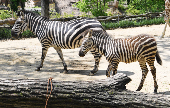 21일 경기도 용인시 에버랜드에서 지난 3월에 태어난 얼룩말 새끼가 엄마와 함께 즐거운 시간을 보내고 있다. 에버랜드는 얼룩말 외에도 생후 100일을 앞둔 아기 한국호랑이와 포큐파인 등을 공개했다. 2020.5.21 오장환 기자 5zzang@seoul.co.kr