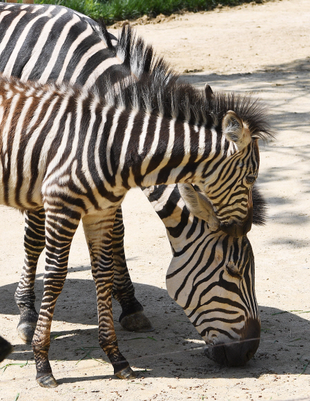 21일 경기도 용인시 에버랜드에서 지난 3월에 태어난 얼룩말 새끼가 엄마와 함께 즐거운 시간을 보내고 있다. 에버랜드는 얼룩말 외에도 생후 100일을 앞둔 아기 한국호랑이와 포큐파인 등을 공개했다. 2020.5.21 오장환 기자 5zzang@seoul.co.kr