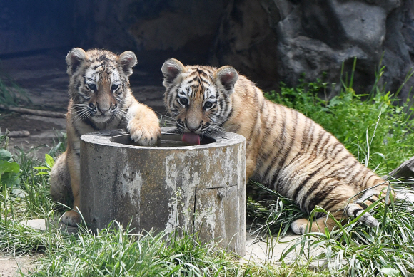 21일 경기도 용인시 에버랜드에서 지난 2월 20일 태어나 생후 100일을 앞둔 한국호랑이 남매가 즐거운 시간을 보내고 있다. 에버랜드는 아기 한국호랑이 외에도 얼룩말(4월생)과 포큐파인(3월생) 등을 로스트밸리에서 공개했다. 2020.5.21 오장환 기자 5zzang@seoul.co.kr
