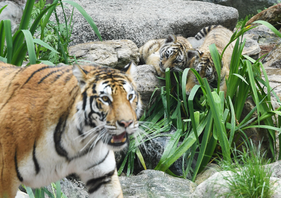 21일 경기도 용인시 에버랜드에서 지난 2월 20일 태어나 생후 100일을 앞둔 한국호랑이 남매를 어미 호랑이가 돌보고 있다. 에버랜드는 아기 한국호랑이 외에도 얼룩말(4월생)과 포큐파인(3월생) 등을 로스트밸리에서 공개했다. 2020.5.21 오장환 기자 5zzang@seoul.co.kr