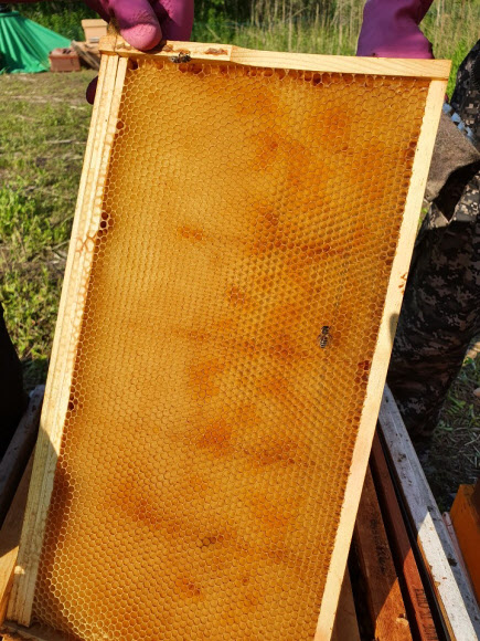 꿀이 없는 꿀벌집