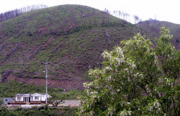 동해안 산불 지역에 반가운 아까시꽃