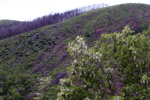 동해안 산불 위험 최대 고비 넘겼나