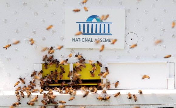 국회에서 쉴새 없이 일하는 꿀벌들