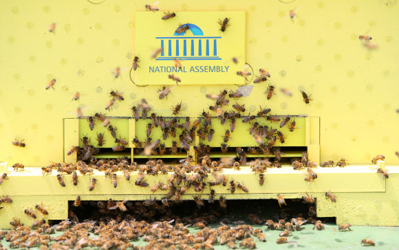 국회에서 쉴새 없이 일하는 꿀벌들