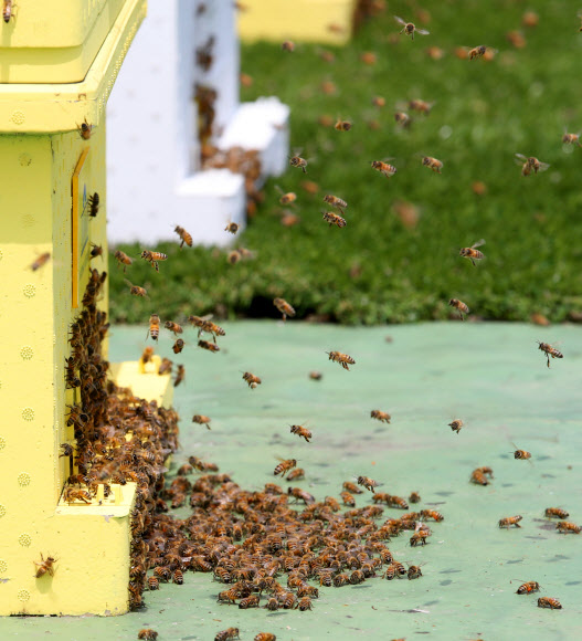 국회에서 쉴새 없이 일하는 꿀벌들