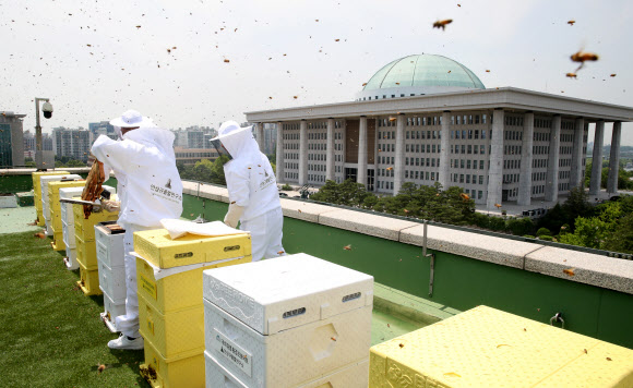 국회에서 채밀하는 꿀