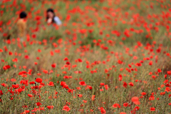 ‘제주엔 꽃양귀비가 활짝’