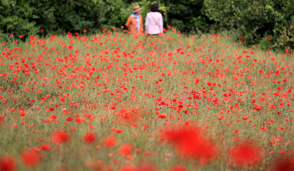 ‘제주엔 꽃양귀비가 활짝’