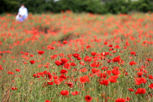 ‘제주엔 꽃양귀비가 활짝’