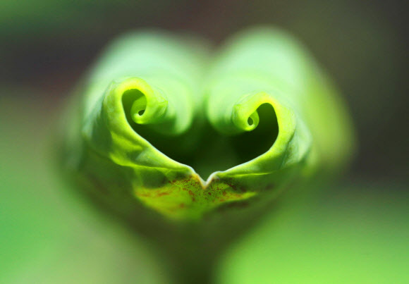 창원 주남저수지 자연의 선물 ‘하트 연잎’