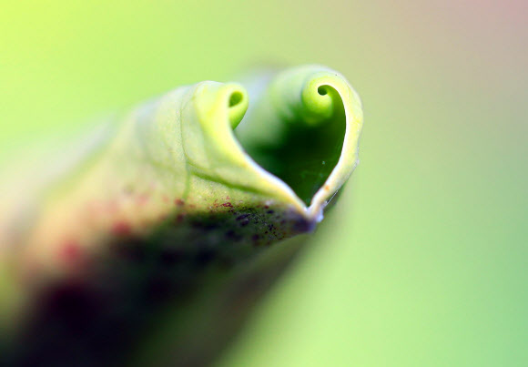 창원 주남저수지에서 발견한 ‘하트 연잎’