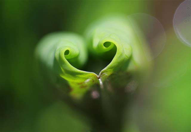 [수정본] 사랑에 빠진 ‘연잎’
