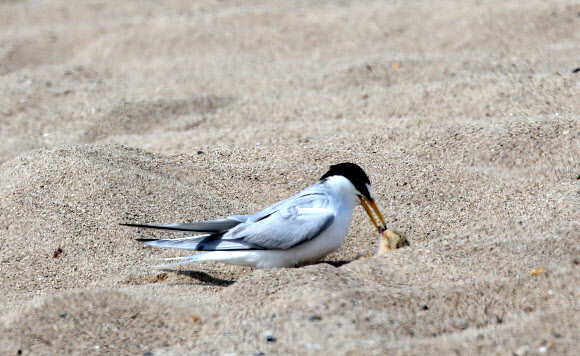 26일 경북 포항 한 바닷가에서 쇠제비갈매기가 새끼에게 먹이를 주고 있다. 2020.5.26  연합뉴스