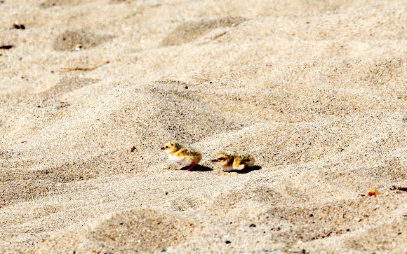 26일 경북 포항 한 바닷가에서 새끼 쇠제비갈매기가 모래밭을 돌아다니고 있다. 2020.5.26  연합뉴스