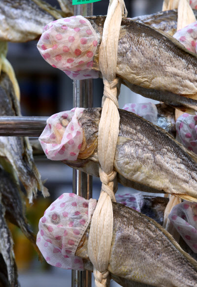 굴비 입에 씌워진 마이크 위생 덮개