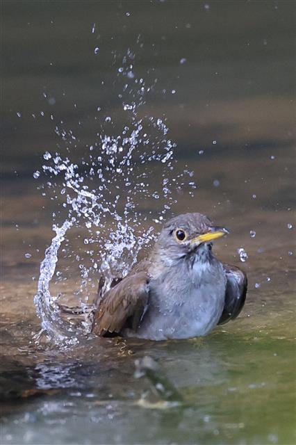 흰지빠귀의 물장구