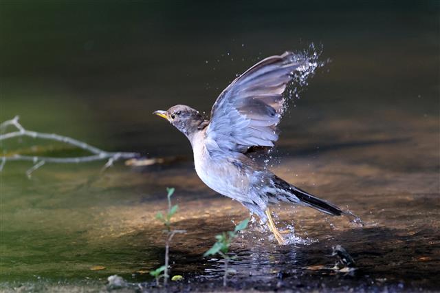 흰지빠귀의 비상
