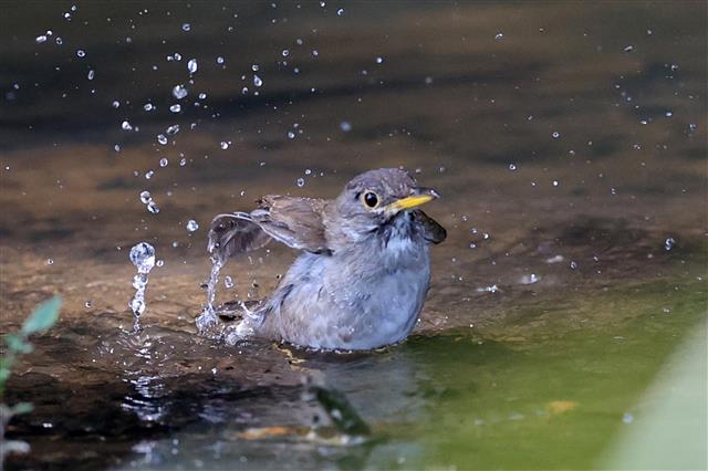 멸종위기종 흰배지빠귀 시원하네