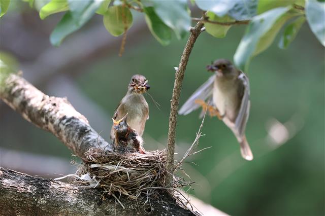 흰배지빠귀의 바쁜 육아수업