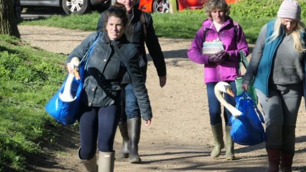 영국 런던 햄스테드 히스의 자원봉사자 등이 백조 보호구역에서 옮겨온 백조 한 쌍을 하이게이트 연못에 풀어놓기 위해 움직이고 있다. 햄스테드 히스 제공 영국 BBC 홈페이지 캡처