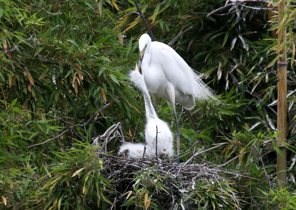 새끼에게 먹이 주는 중대백로