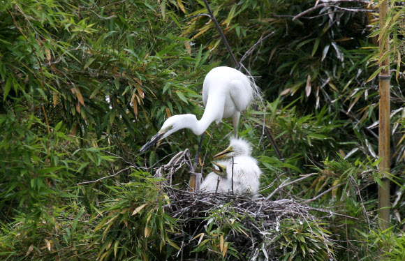 둥지 고쳐 짓는 중대백로