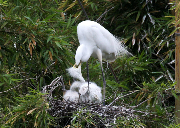먹이 주는 중대백로